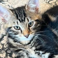Photo of Sprinkles
