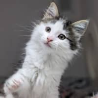Photo of Pumpkin