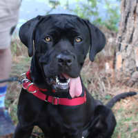 Photo of Calypso