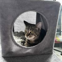 Photo of Cora   In Foster Care In Reservoir