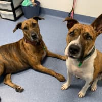 Photo of Crackles And Rocket 