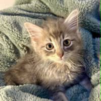 Photo of Frankie 