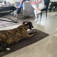 Photo of Lily