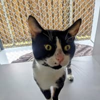 Photo of Sir Meowsalot