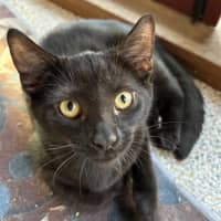 Photo of Emine Aka "Babybat"