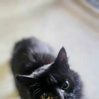 Photo of Pheonix