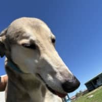 Photo of Wolfie 