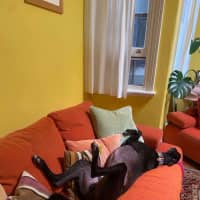 Photo of Ace The Greyhound