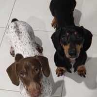 Photo of Charlie   8 Month Old Dachshund