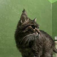 Photo of Puss Puss