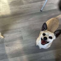 Photo of Bella