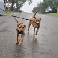 Photo of Croissant   9 Month Old Mixed Breed