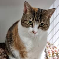 Photo of Fabiola (Bonded With Maxine) 