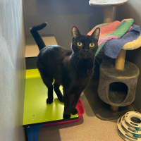 Photo of Penny