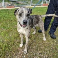 Photo of Patch