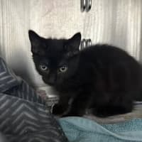 Photo of Liquorice