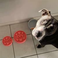 Photo of Sky   14 Month Old Staffy X