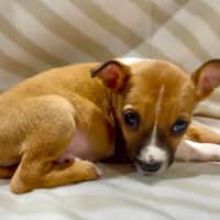 Photo of Pancake