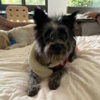 Photo of Truffles O’cleary