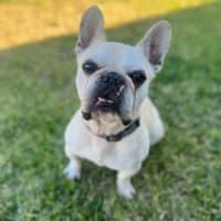 Photo of Frankie
