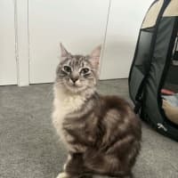 Photo of Bluey Meet Me@Petstock Carrum Downs Store 