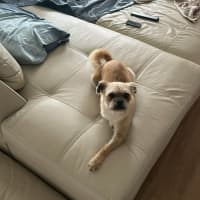 Photo of Otis   7 Year Old Brussels Griffon