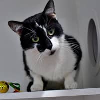 Photo of Count Catula