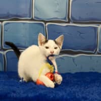 Photo of Dennis The Menace