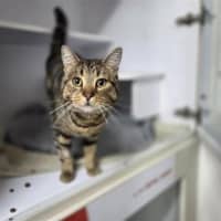 Photo of Ollie