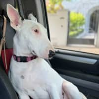 Photo of Mooboo