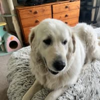 Photo of Luna *9 Lives Project Rescue*