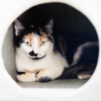 Photo of Callie