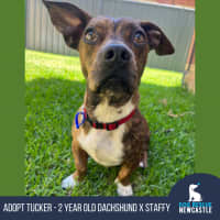 Photo of Tucker   2 Year Old Dachshund X Staffy