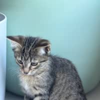 Photo of Pom Pom Meet Me @Petstock Mornington Nepean Hwy 