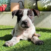 Photo of Bella