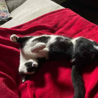 Photo of Dot