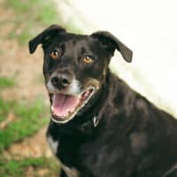 Photo of Banjo   6 Year Old Kelpie X