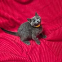 Photo of Luna