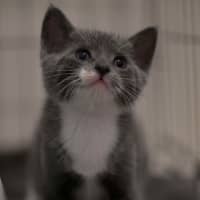 Photo of 🩵 Blue Jay 🩵