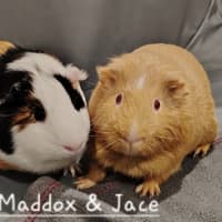 Photo of Maddox & Jace