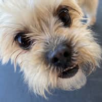 Photo of Daisy   3 Year Old Maltese X Shih Tzu (Trial 20/12