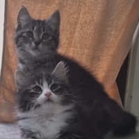 Photo of Lorrie *9 Lives Project Rescue*