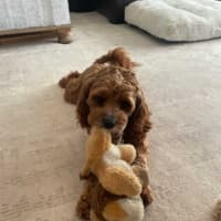 Photo of Kai And Kobi