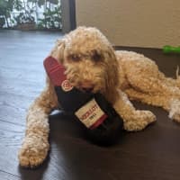 Photo of Gnocchi Russelton