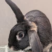Photo of Otto