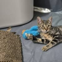 Photo of Pepper