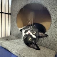 Photo of Blaze