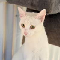 Photo of Ava