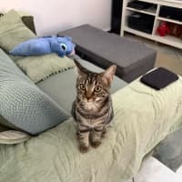 Photo of Miso