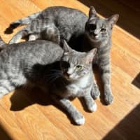 Photo of Rocky & Apollo